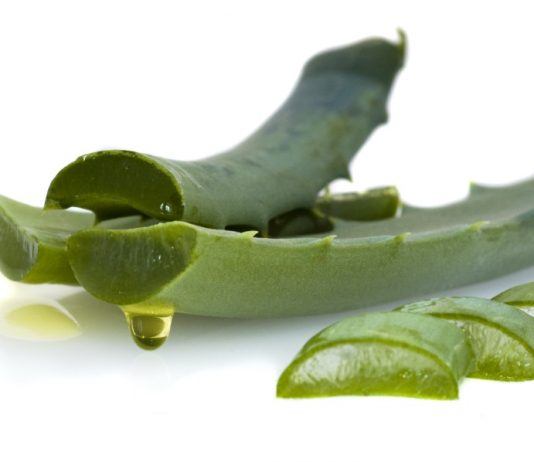 Quelles sont les plantes médicinales utilisées dans le quotidien des Malgaches ? Aloe Vera